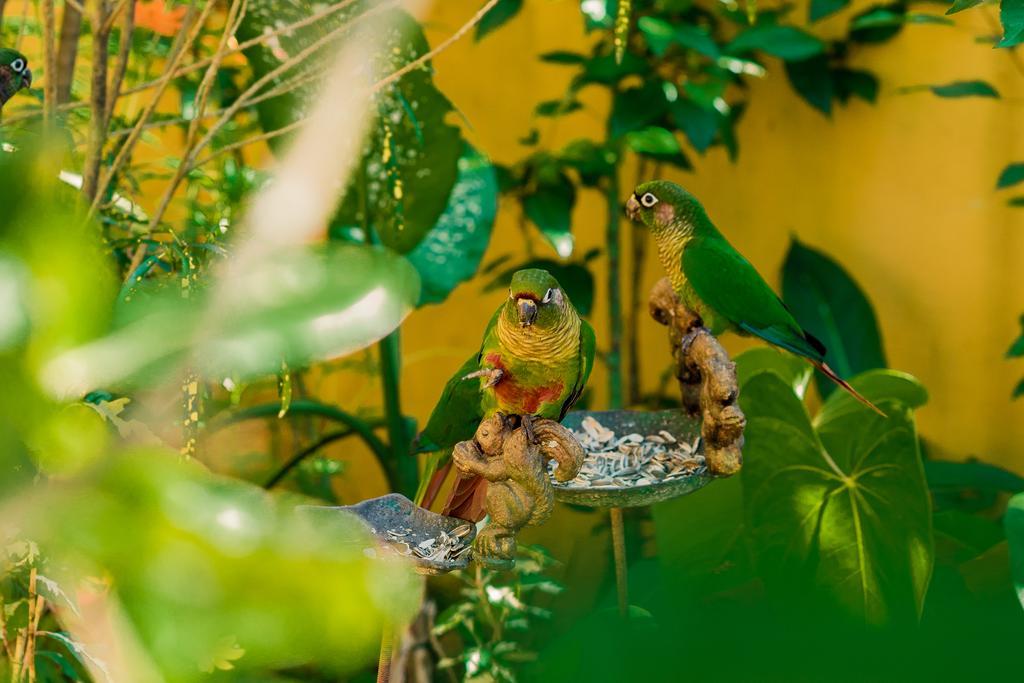 Recanto Das Tiribas Daire Ilhabela Dış mekan fotoğraf