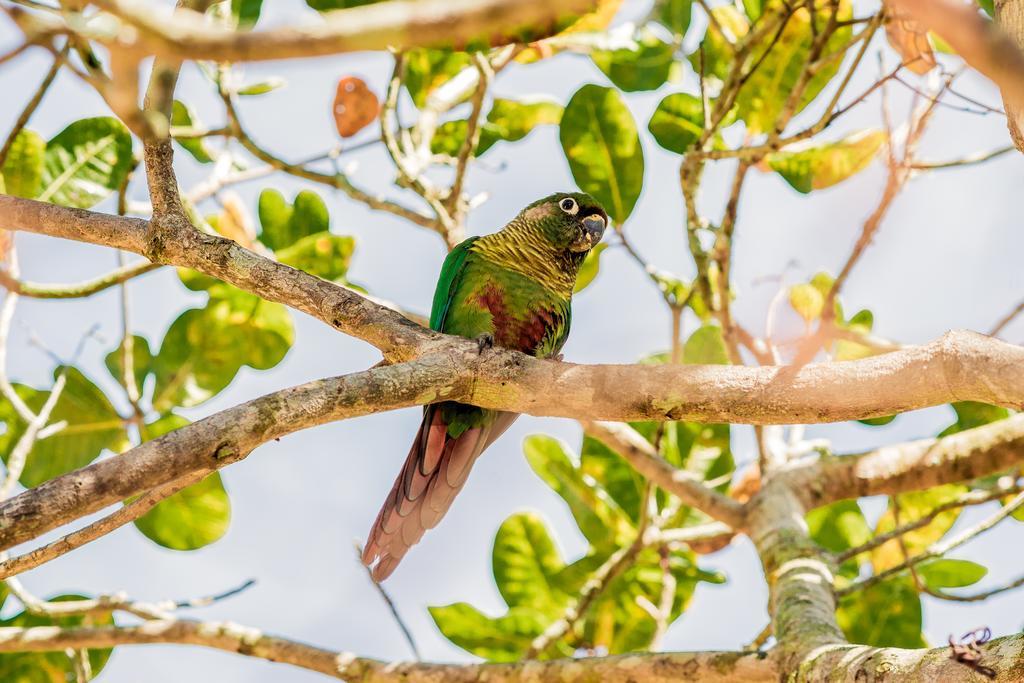 Recanto Das Tiribas Daire Ilhabela Dış mekan fotoğraf